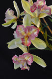 Cymbidium Green Valley Emerald 'Tri-lip' – Peloric - Orchid Design