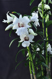 Beautiful & Rare Dendrobium sanderae var. major - Orchid Design