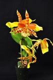 Rssgls. Rawdon Jester 'Great Bee' - Orchid Design