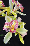 Cymbidium Green Valley Emerald 'Tri-lip' – Peloric - Orchid Design