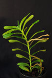 Renanthera Kilauea - Orchid Design