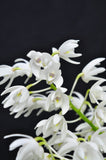 Dendrobium specio-kingianum 'Crystal' – FRAGRANT – In Spikes - Orchid Design