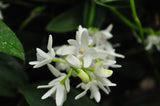 Dendrobium specio-kingianum 'Crystal' – FRAGRANT – In Spikes - Orchid Design