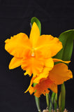 Fragrant Pot. Haw Yuan Gold 'YK #2' GM/WOC, FCC/RHS - Orchid Design