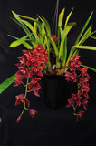 Pendulous Cym. Bermagui 'Cappuccino' HCC/AOS, B/CSA - Orchid Design
