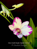 Dendrobium Enobi Purple 'Splash' AM/AOS - Orchid Design