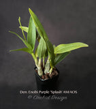 Dendrobium Enobi Purple 'Splash' AM/AOS - Orchid Design