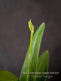 Dendrobium Enobi Purple 'Splash' AM/AOS - Orchid Design