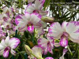 Dendrobium Enobi Purple 'Splash' AM/AOS - Orchid Design