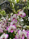 Dendrobium Enobi Purple 'Splash' AM/AOS - Orchid Design