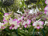 Dendrobium Enobi Purple 'Splash' AM/AOS - Orchid Design