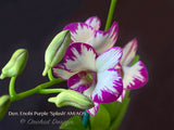 Dendrobium Enobi Purple 'Splash' AM/AOS - Orchid Design
