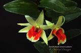 Dendrobium Green Lantern 'Red Carpet' –  Long Lasting