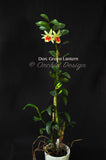 Dendrobium Green Lantern 'Red Carpet' –  Long Lasting