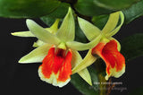Dendrobium Green Lantern 'Red Carpet' –  Long Lasting
