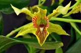 Dendrobium Mauka (Kaila Quintal x polysema) – Long lasting! - Orchid Design
