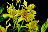 Dendrobium Mauka (Kaila Quintal x polysema) – Long lasting! - Orchid Design