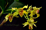 Dendrobium Mauka (Kaila Quintal x polysema) – Long lasting! - Orchid Design