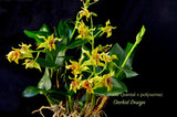 Dendrobium Mauka (Kaila Quintal x polysema) – Long lasting! - Orchid Design