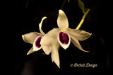 Dendrobium anosmum – Very Fragrant! - Orchid Design