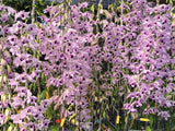 Fragrant Dendrobium Nestor 'Blue Angel' – Coerulea - Orchid Design