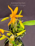 Dendrobium Pixie Charm – Tangerine Fragrant - Orchid Design