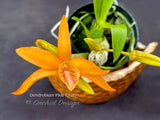 Dendrobium Pixie Charm – Tangerine Fragrant - Orchid Design