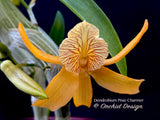 Dendrobium Pixie Charm – Tangerine Fragrant - Orchid Design