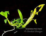 Dendrobium Pixie Charm – Tangerine Fragrant - Orchid Design