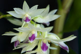 Dendrobium amethystoglossum – Species - Orchid Design