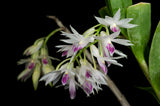 Dendrobium amethystoglossum – Species - Orchid Design