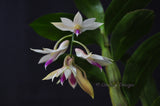 Dendrobium amethystoglossum – Species - Orchid Design