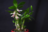 Dendrobium amethystoglossum – Species - Orchid Design