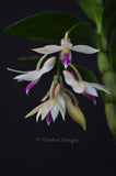 Dendrobium amethystoglossum – Species - Orchid Design