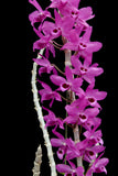 Dendrobium anosmum – Very Fragrant! - Orchid Design