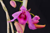 Dendrobium anosmum – Very Fragrant! - Orchid Design