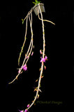 Dendrobium anosmum – Very Fragrant! - Orchid Design