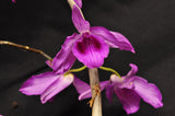 Dendrobium anosmum – Very Fragrant! - Orchid Design