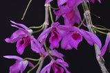 Dendrobium anosmum – Very Fragrant! - Orchid Design