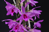 Dendrobium anosmum – Very Fragrant! - Orchid Design