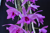 Dendrobium anosmum – Very Fragrant! - Orchid Design