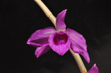 Dendrobium anosmum – Very Fragrant! - Orchid Design
