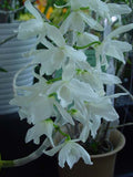 Dendrobium anosmum – Very Fragrant! - Orchid Design