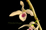 Dendrobium anosmum – Very Fragrant! - Orchid Design