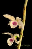 Dendrobium anosmum – Very Fragrant! - Orchid Design