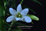 Dendrobium auriculatum–Fragrant Species–4 Season Bloomer - Orchid Design