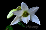 Dendrobium auriculatum–Fragrant Species–4 Season Bloomer - Orchid Design