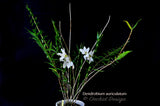Dendrobium auriculatum–Fragrant Species–4 Season Bloomer - Orchid Design
