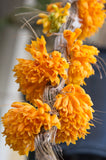 Dendrobium topaziacum (bullenianum) – Rare Species – Flowering Throughout the Year! - Orchid Design