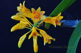 Dendrobium topaziacum (bullenianum) – Rare Species – Flowering Throughout the Year! - Orchid Design